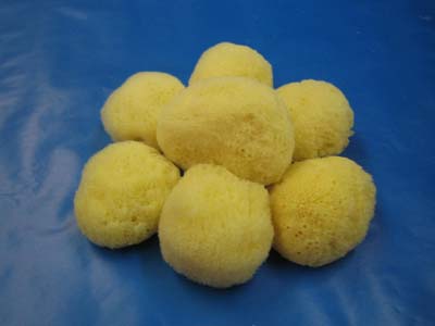 Fine Sea Sponges 4